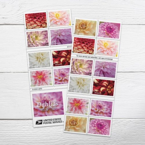 685304-Z0 2025 Dahlias Stamps Forever First Class Postage Stamps